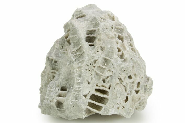 Silurian Dolostone w/ Sparkling Fossil Coral (Fletcheria) - Ohio #362627